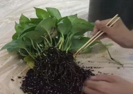 绿萝水培方法步骤2