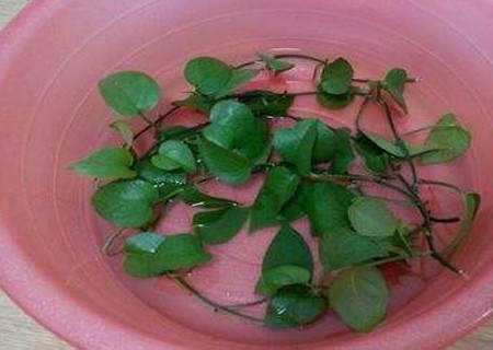 绿萝水培方法步骤4