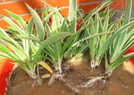 金边吊兰水培方法3