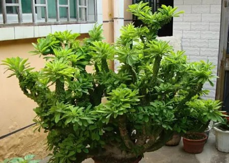 麒麟掌的栽培方法
