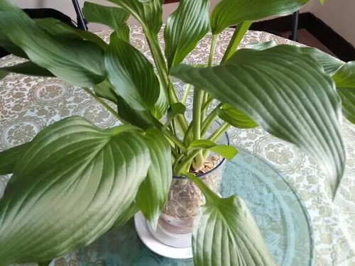 玉簪花水培图片
