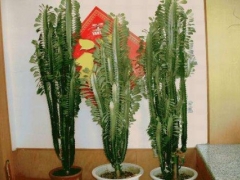 家庭盆栽龙骨花的种植方法
