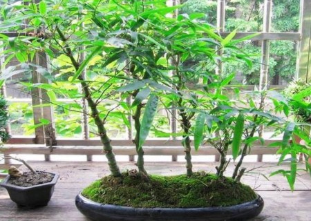 佛肚竹栽培技术