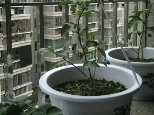 百香果盆栽方法5