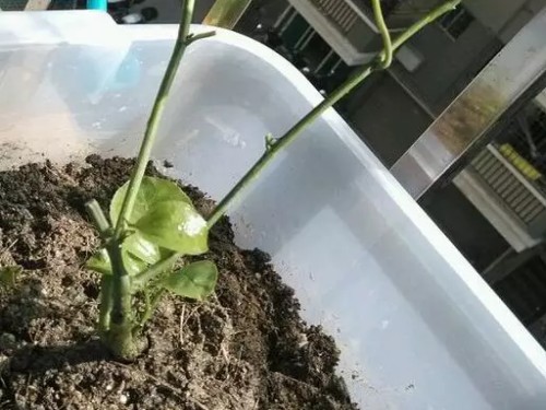 百香果盆栽方法3