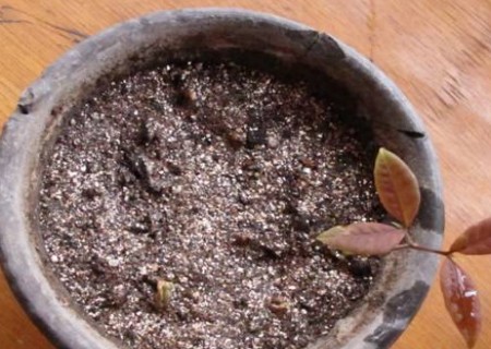 桂圆盆栽种植方法6