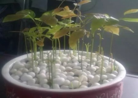 桂圆盆栽种植方法7