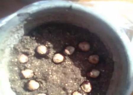 桂圆核怎么种出盆栽