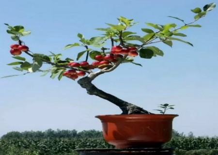 苹果盆栽