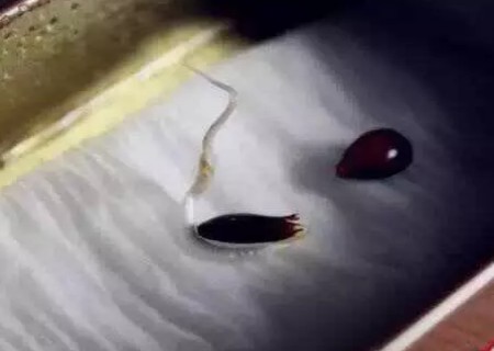 苹果籽怎么种小盆栽6