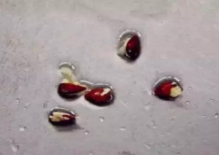 苹果籽怎么种小盆栽1