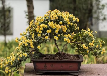 菊花盆景栽培技术