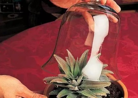 自制菠萝盆栽DIY种植方法2