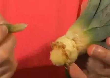 菠萝怎么盆栽3