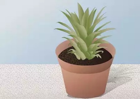 菠萝盆栽方法5