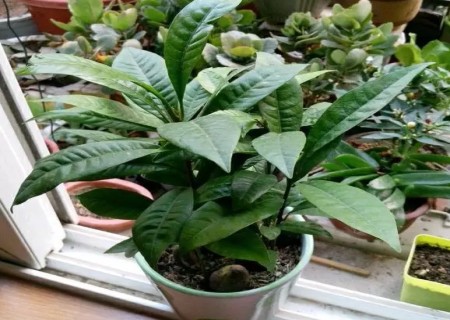 盆栽蛋黄果种植技术
