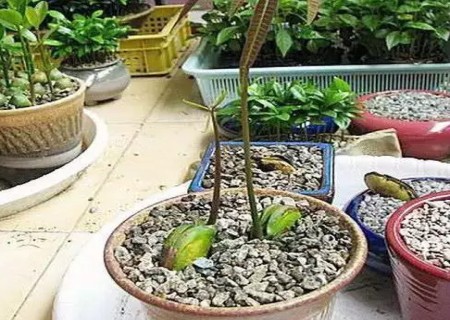 芒果核怎么种小盆栽6