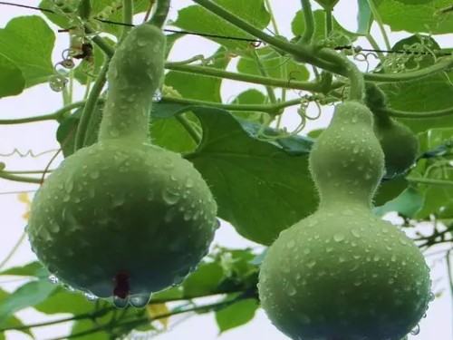 盆栽葫芦图片