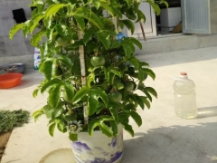盆栽百香果种植技术