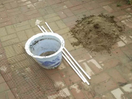 盆栽百香果3