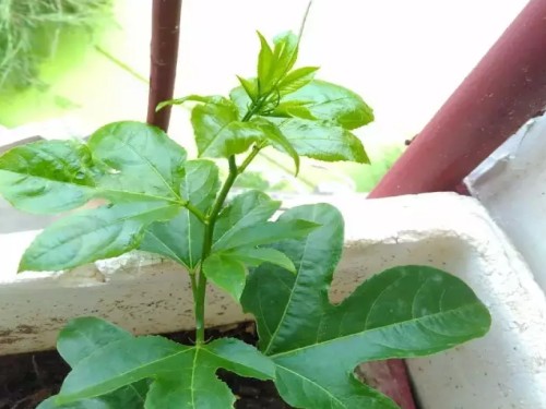 盆栽百香果2