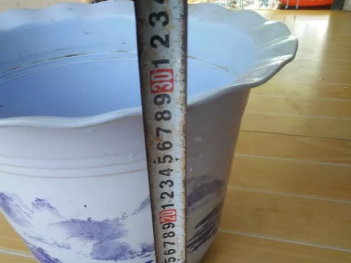 盆栽百香果1