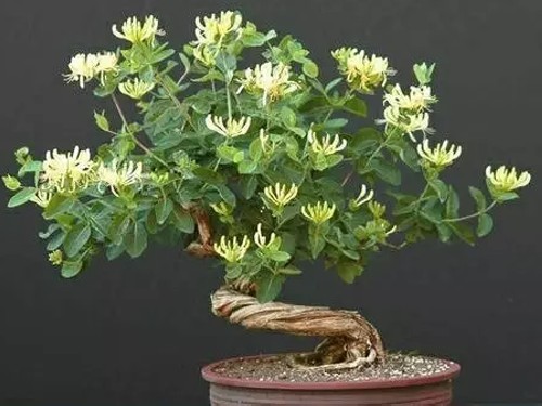 金银花盆景