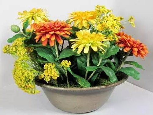 矮化盆栽菊花