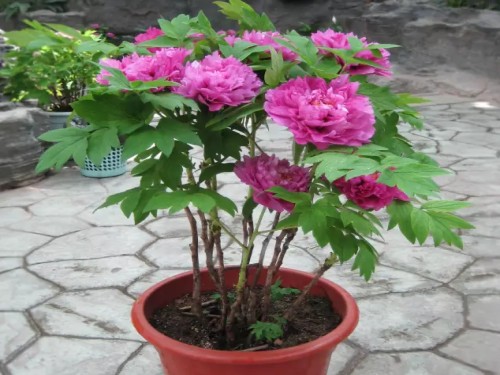 盆栽牡丹花