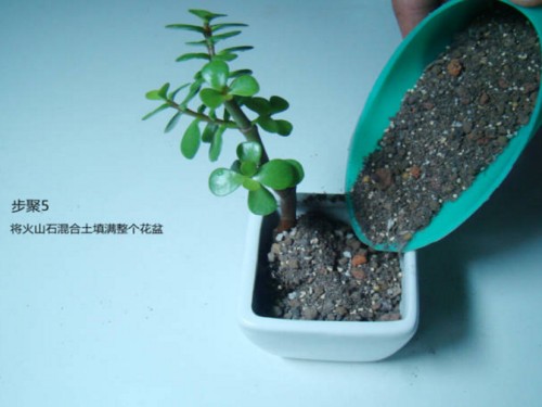 金枝玉叶种植方法6