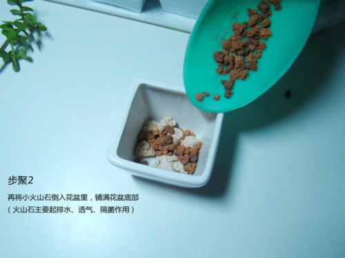 金枝玉叶种植方法3