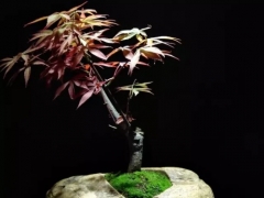 红枫盆景种植方法