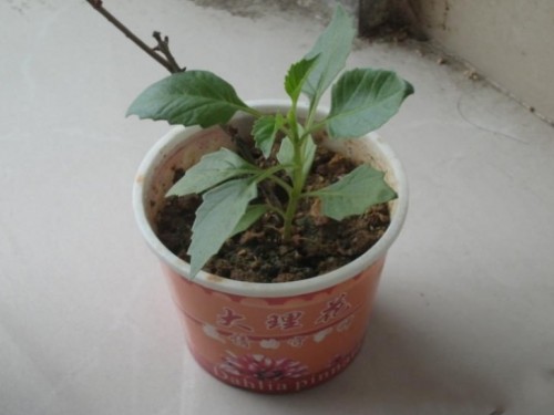 盆栽大丽花
