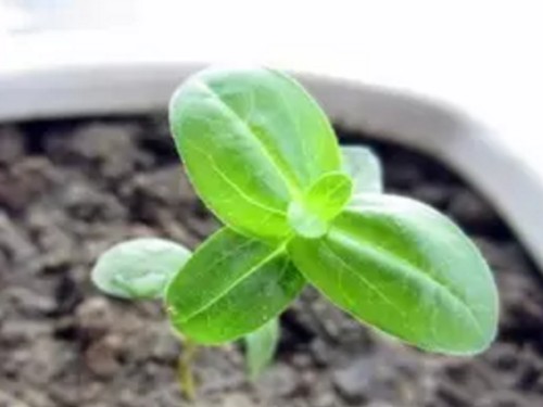 百日草种子播种图片