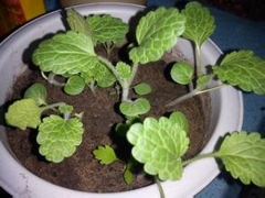 贝壳花种植方法
