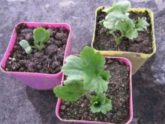 花毛莨的种植方法