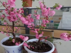 榆叶梅嫁接技术