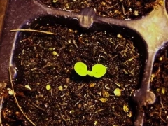 瓜叶菊种植技术