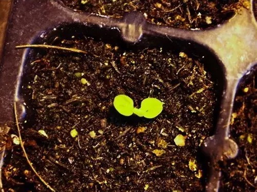 瓜叶菊种植图片
