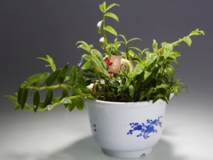 铁皮石斛种植方法