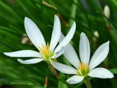 葱兰什么时候开花