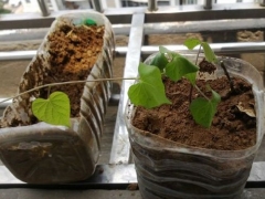盆栽蜀葵种子种植方法
