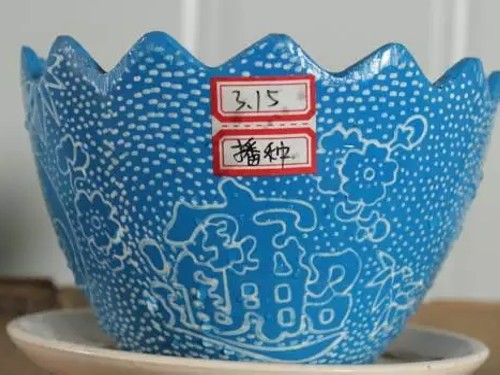 蜀葵播种6