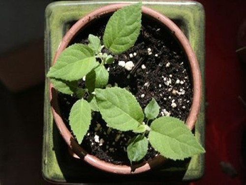 猕猴桃盆栽种植方法