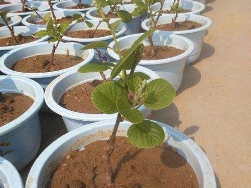 盆栽猕猴桃种植技术