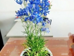 盆栽蓝花鼠尾草种植技术