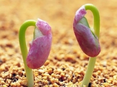 盆栽朱顶红的种植方法