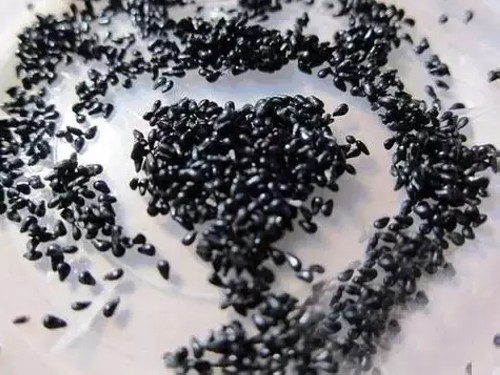 火龙果种子盆栽种植方法6