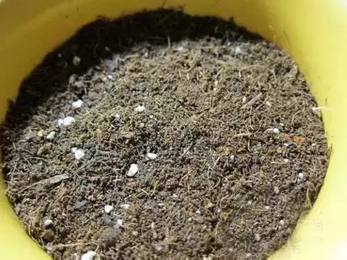 火龙果种子盆栽种植方法8