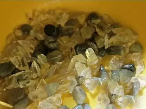 火龙果种子盆栽种植方法7